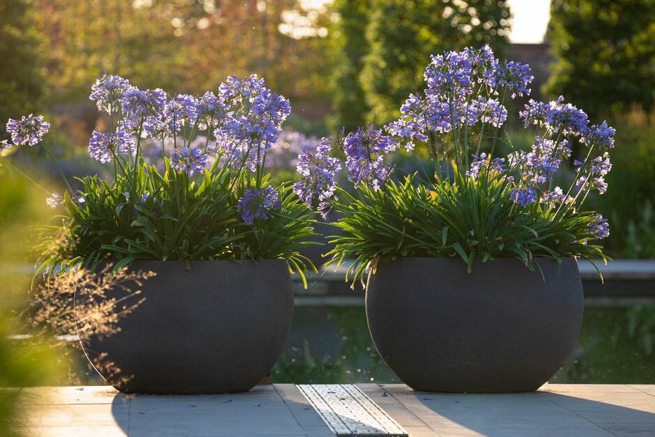 Containers can be moved to prominent positions when plants in them are looking at their best, such as these agapanthus in flower