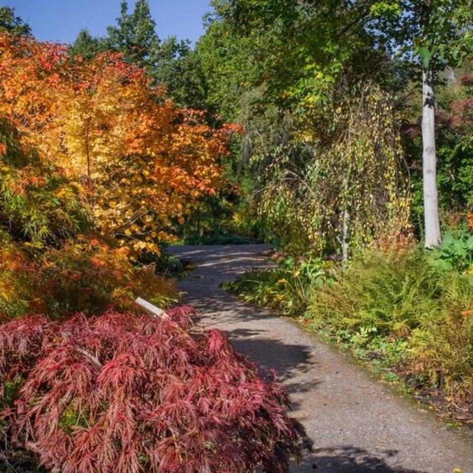 Feathery foliage creates texture and lightness