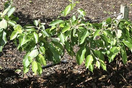 Malus domestica 'Red Falstaff' on rootstock M27. Credit: RHS.