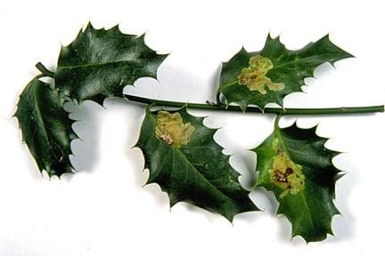 Holly leaf miner (Phytomyza ilicis) on Holly (Ilex aquifolium). Credit: RHS/Entomology.