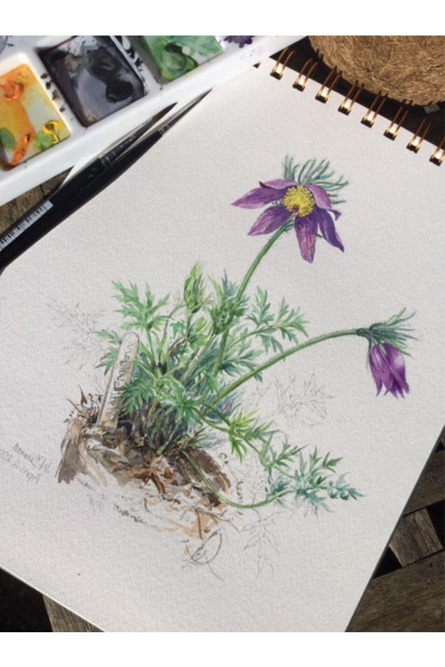 Pasque flower artwork