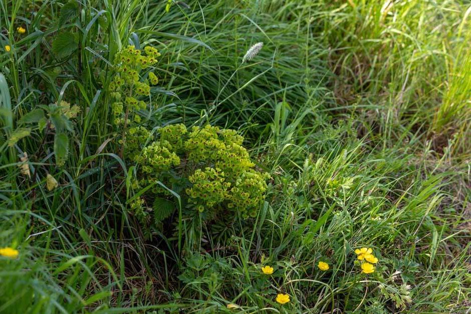 Euphorbia on The Secret Escape Garden