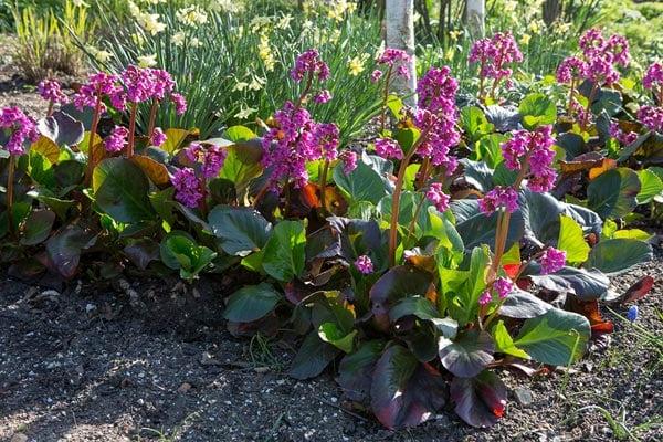 Discover bergenia