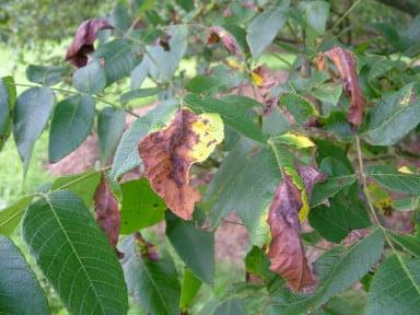 Walnut leaf blotch