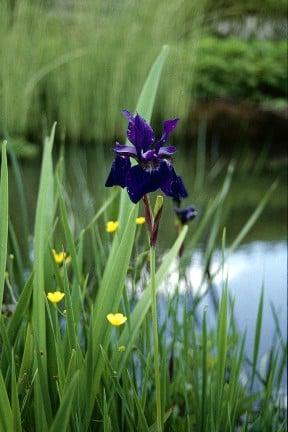 Select from the wide array of beautiful plants that thrive in and around ponds 