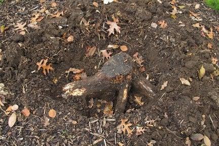 Honey fungus on dead tree stump being removed