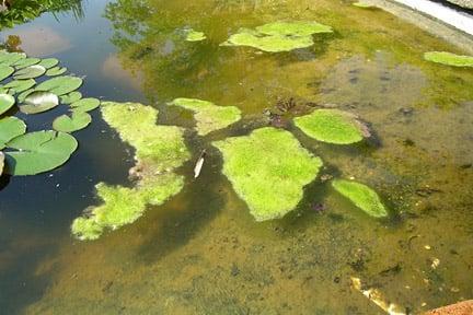 Blanket weed can grow quickly in shallow, sun-warmed water