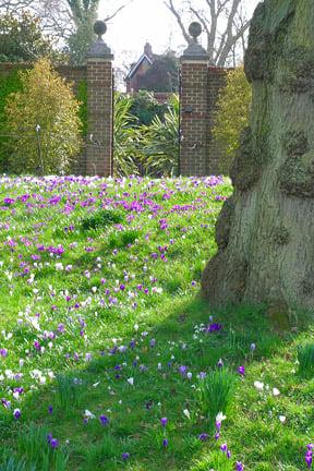 Crocus naturalised in grass