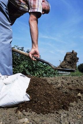 Fruit trees after mulching with organic matter