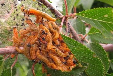 Social pear sawfly larvae in web on flowering cherry