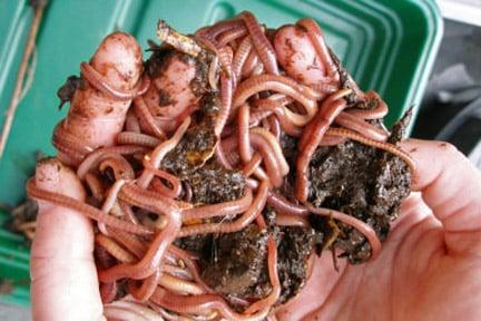 Worm composting