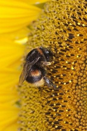 Bumblebee on sunflower