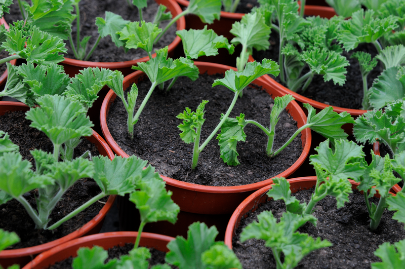 Many peat-free composts work just as well, or better, than peat-based