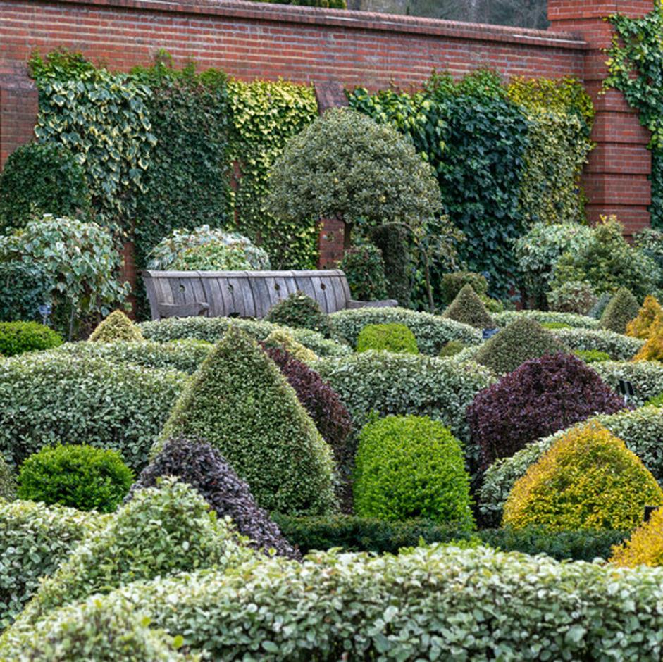 The box alternatives trial at RHS Garden Wisley