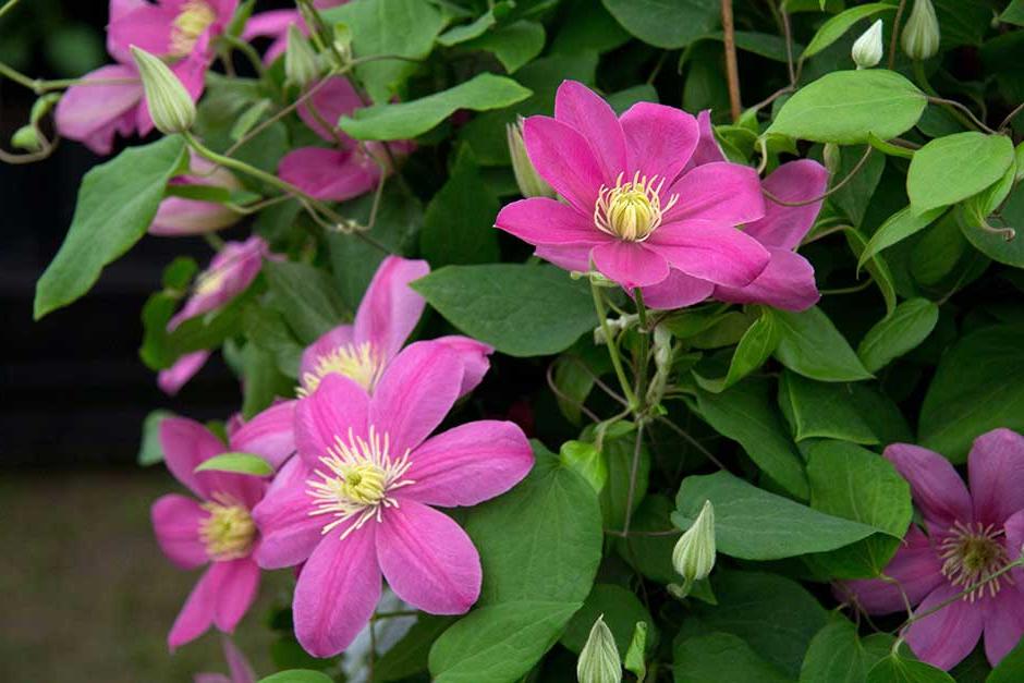 Discover clematis