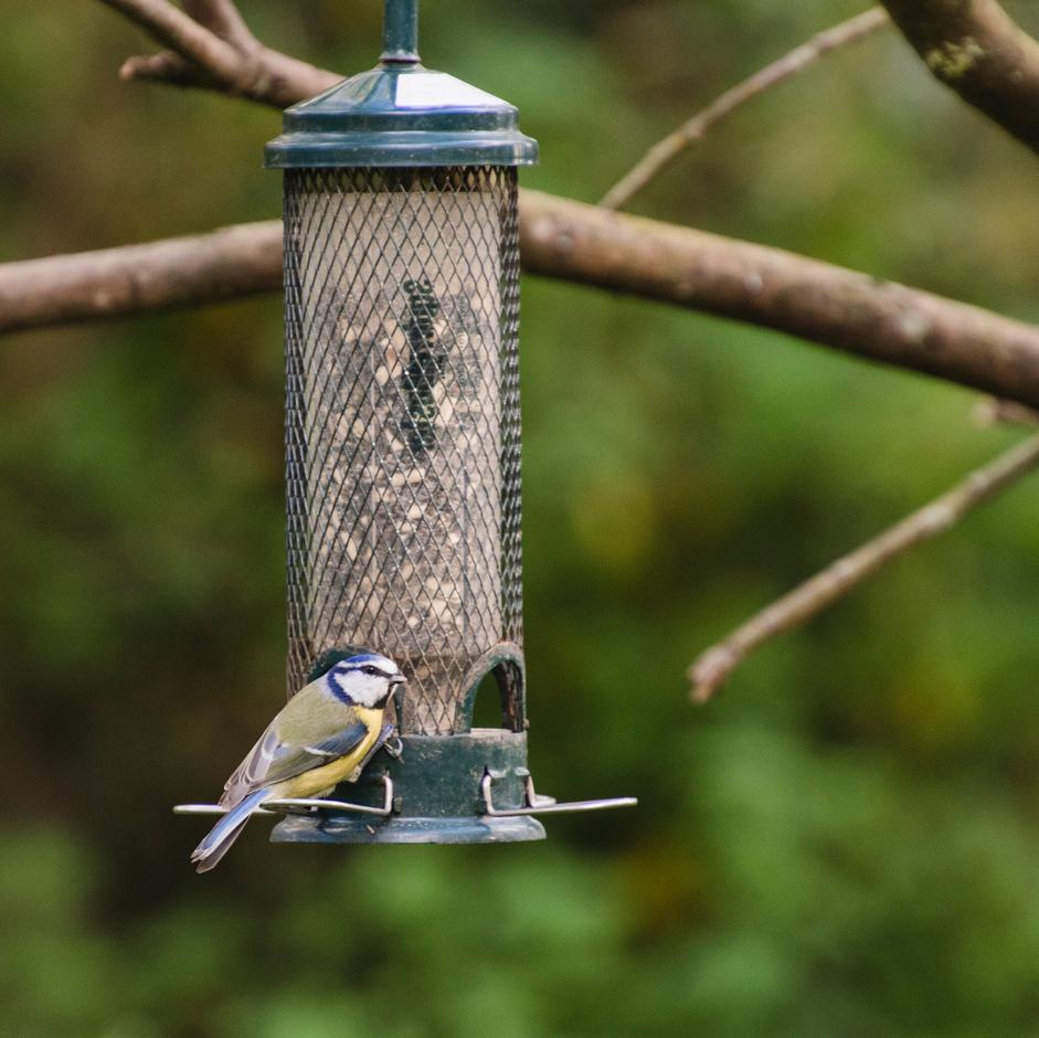 A bird feeder. Credit: RHS/Tim Sandall.