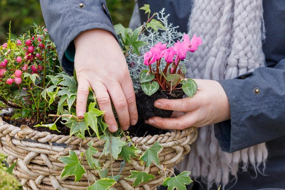 Planting up a hanging basket for winter interest – adding flowering cyclamen next to trailing ivy