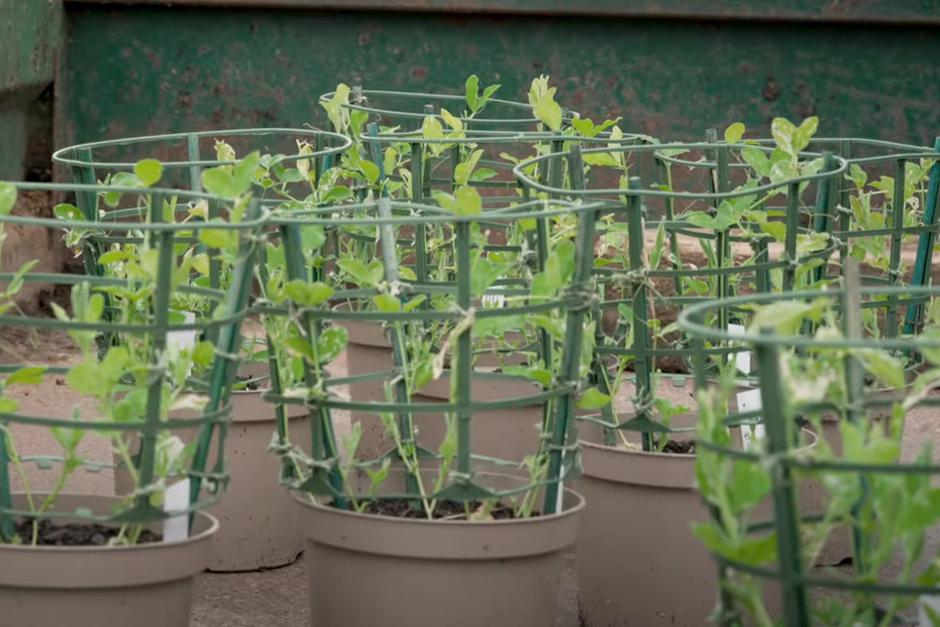 Growing sweet peas