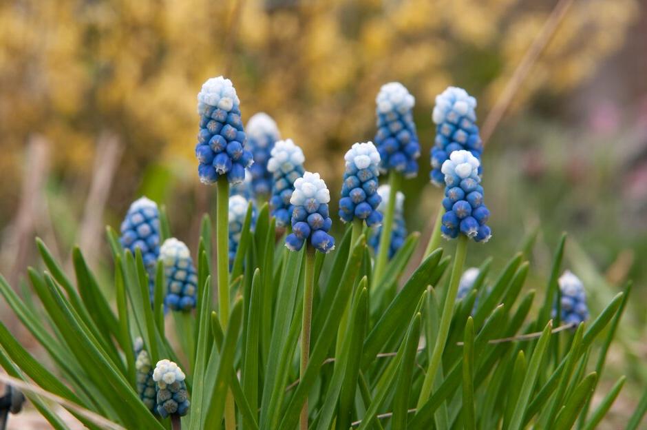 How to grow <i>Muscari<i>