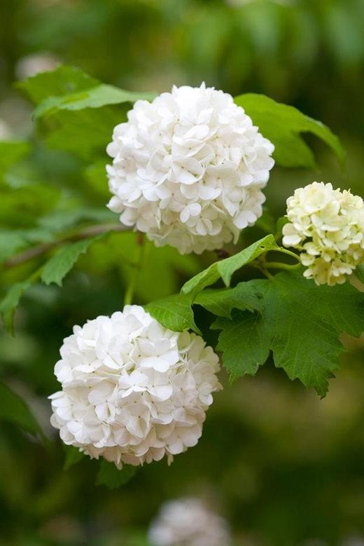 Viburnum-opulus-Roseum