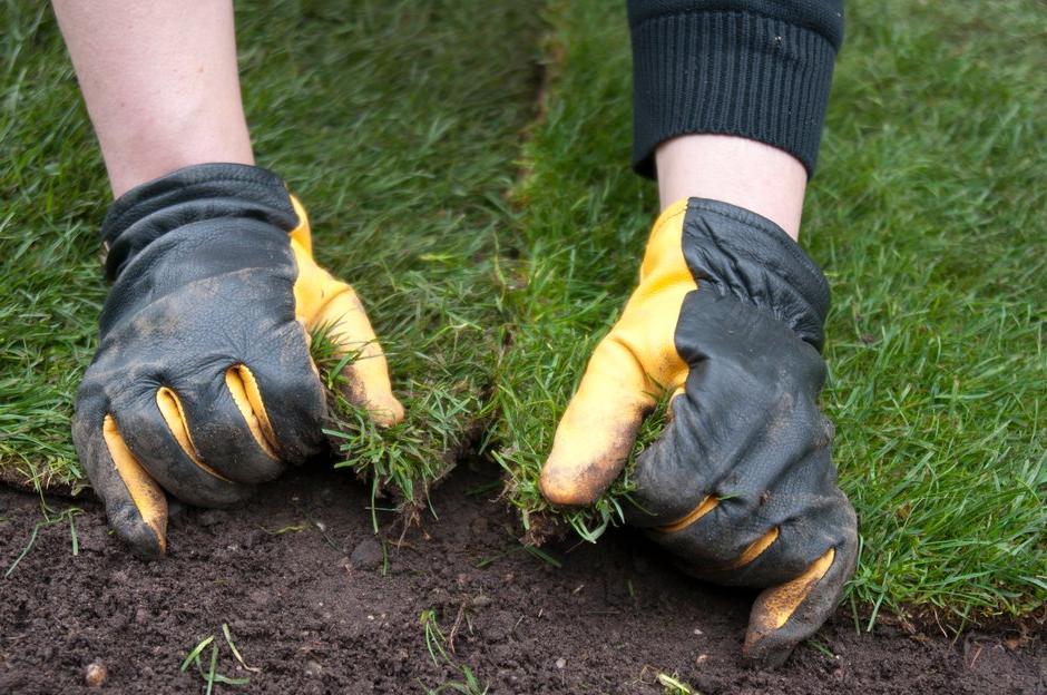 Repair bare patches in spring or autumn