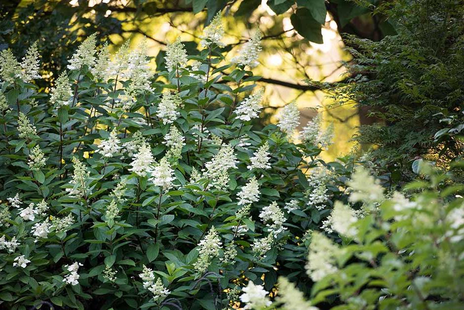 Discover shrubby hydrangeas