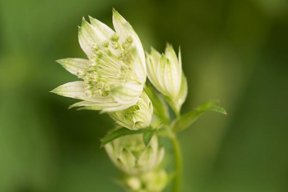 Key plants in the garden