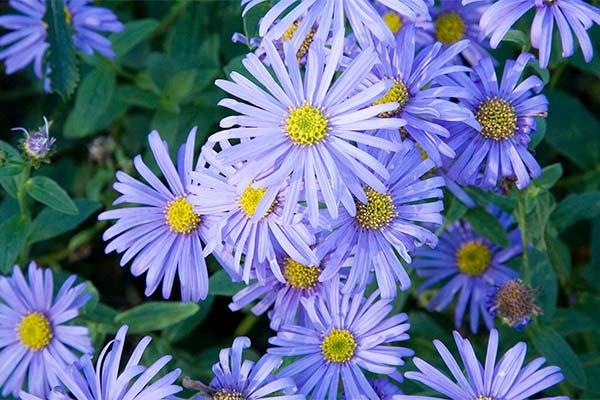 Discover asters