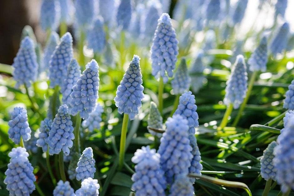 Muscari