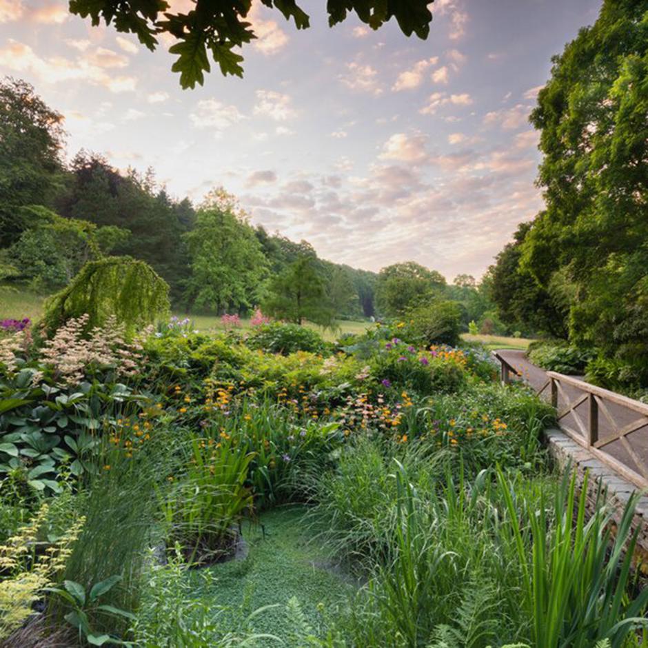 RHS Garden Rosemoor, bog garden