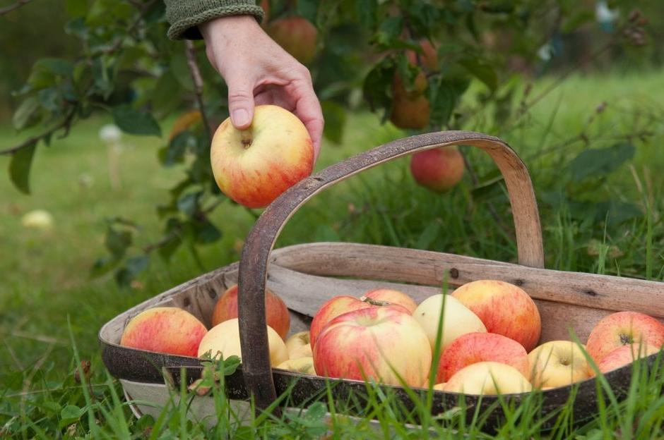 A person putting an apple into a wooden trug nestled in the grass, full of apples