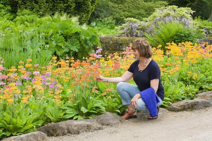 A visitor admires Primula Harlow Car hybrids by Streamside in Summer at RHS Garden Harlow Carr