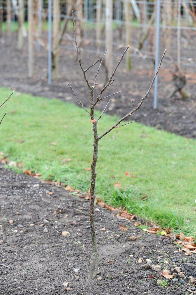 Prune young trees in winter ©RHS\John Trenholm 