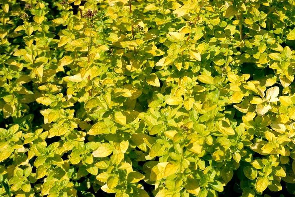 How to grow oregano