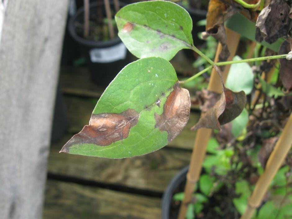 Leaf spots caused by the clematis wilt fungus. Image: John Scrace