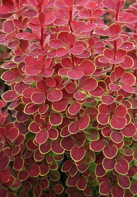 Berberis thunbergii 'Orange Sunrise'