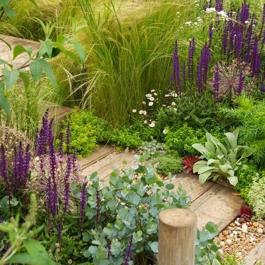 Plants with silvery or hairy foliage can cope better with coastal winds