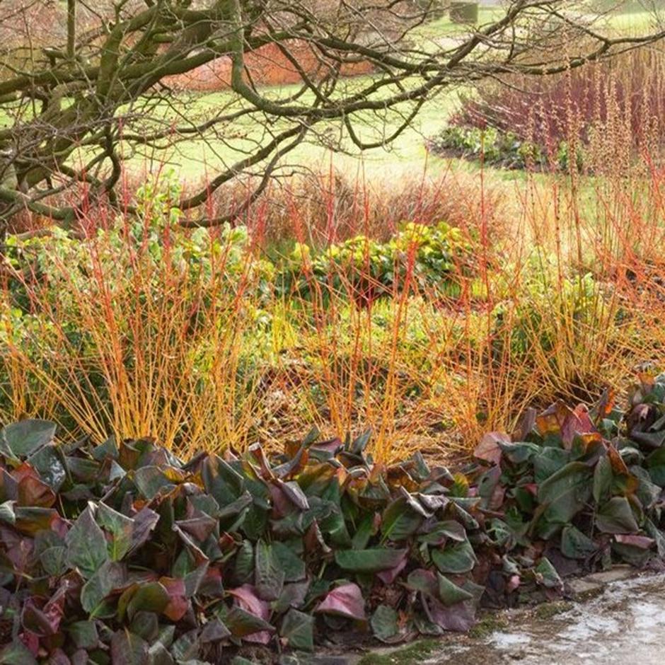 Catkins, flowers and stem colour for clay soils