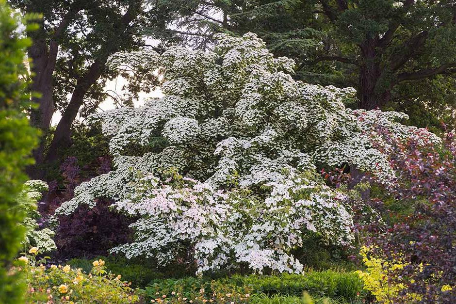 Discover flowering dogwoods