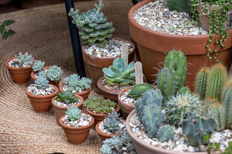 Take-home ideas for houseplant displaysThis makes for an attractive arrangement of succulents and cacti, seen at Social Media Versus Reality.