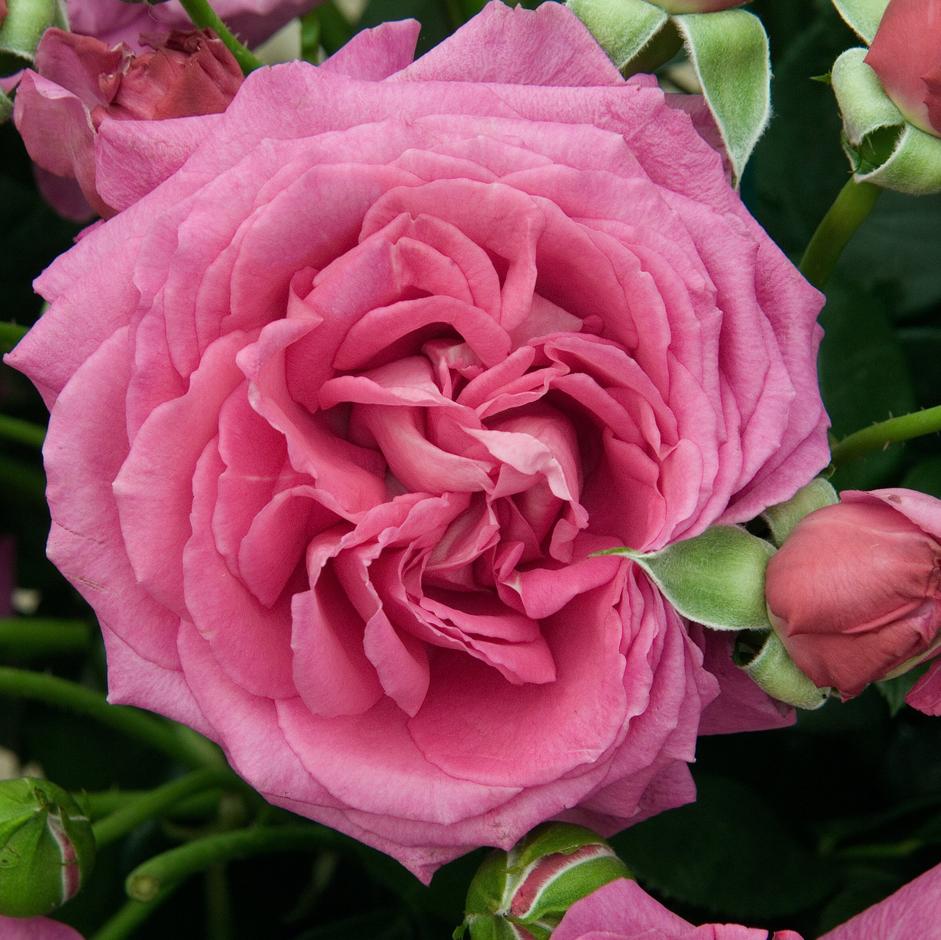 <i>Rosa</i> Clare Marshall (‘Harunite’), a scented cluster-flowered floribunda