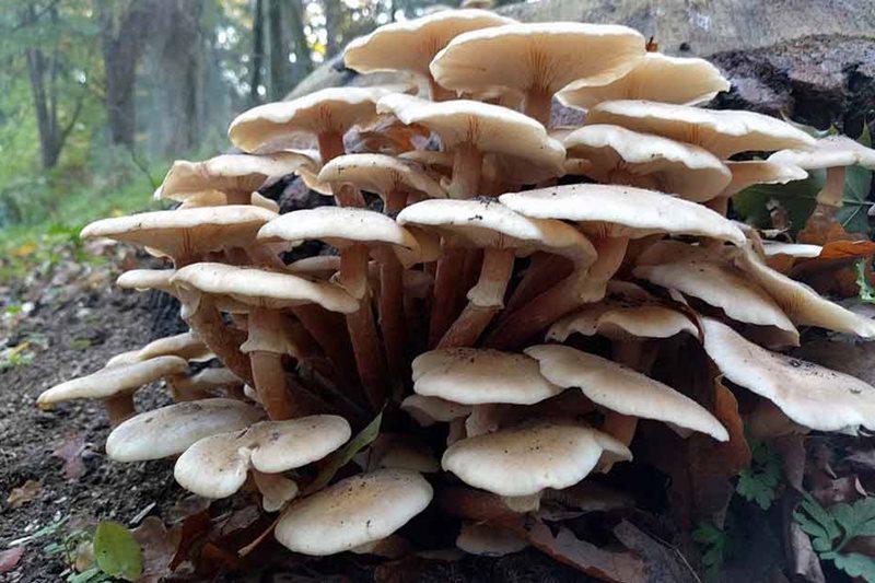 Honey fungus fruiting bodies