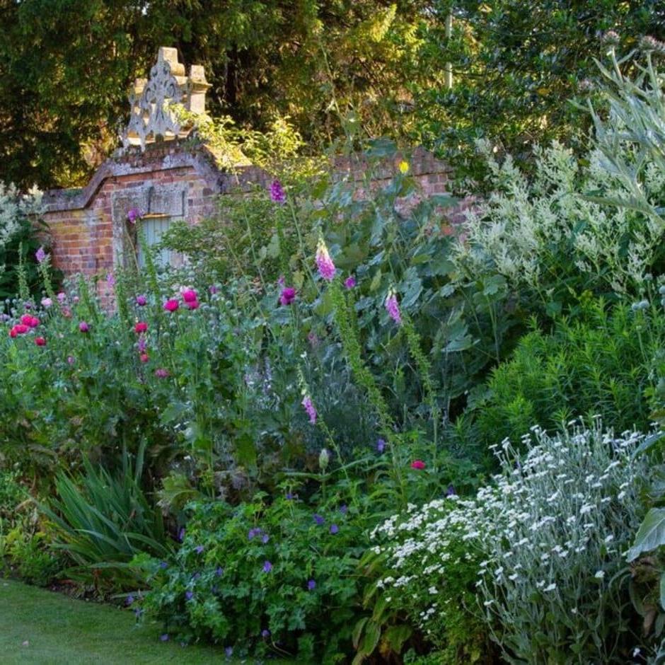 Plants for foliage with a blue and pink theme