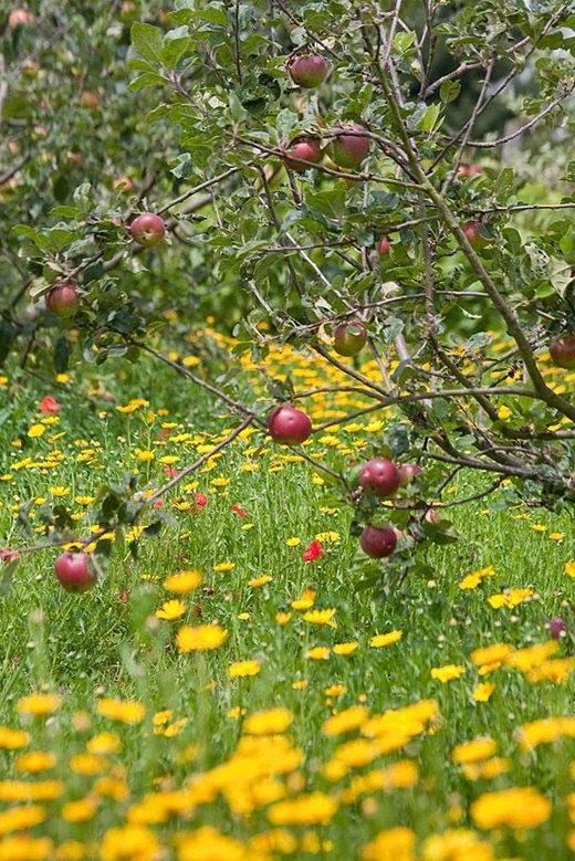 The bright yellow of corn marigolds looks great alongside red apples in the orchard