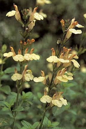 Salvia x jamensis 'La Luna'. Image: RHS/Tim Sandall