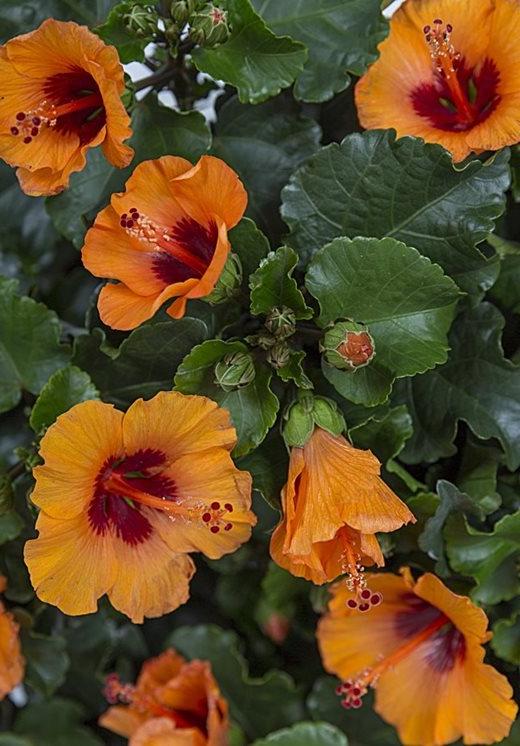 Hibiscus rosa-sinensis HibisQs Petit Orange (‘Petit Orange’)