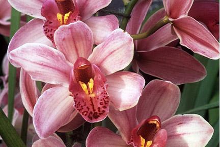 Discover cymbidium orchids