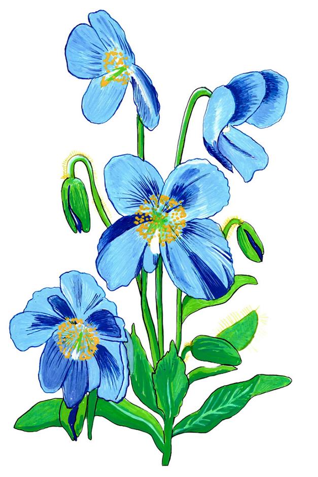 Blue poppy artwork