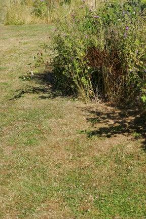 Lawns: dry patch