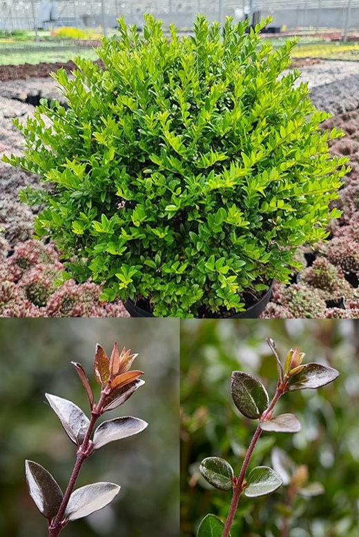 Lonicera nitida Garden Clouds Series